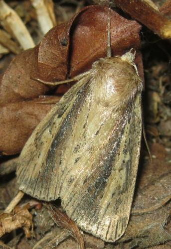 Archanara dissoluta